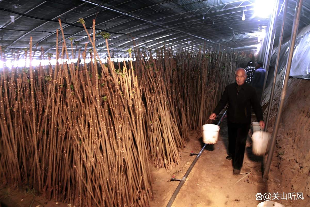 北方香椿大棚种植技术有哪些要点？-图1