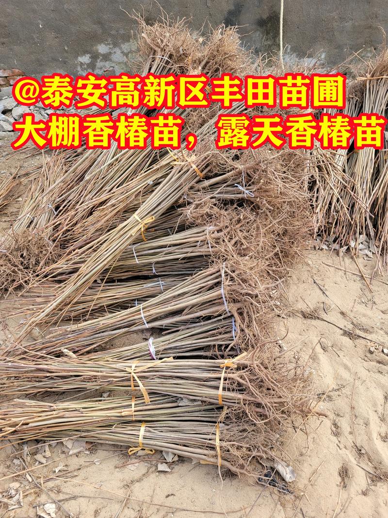 北方香椿大棚种植技术有哪些要点？-图2