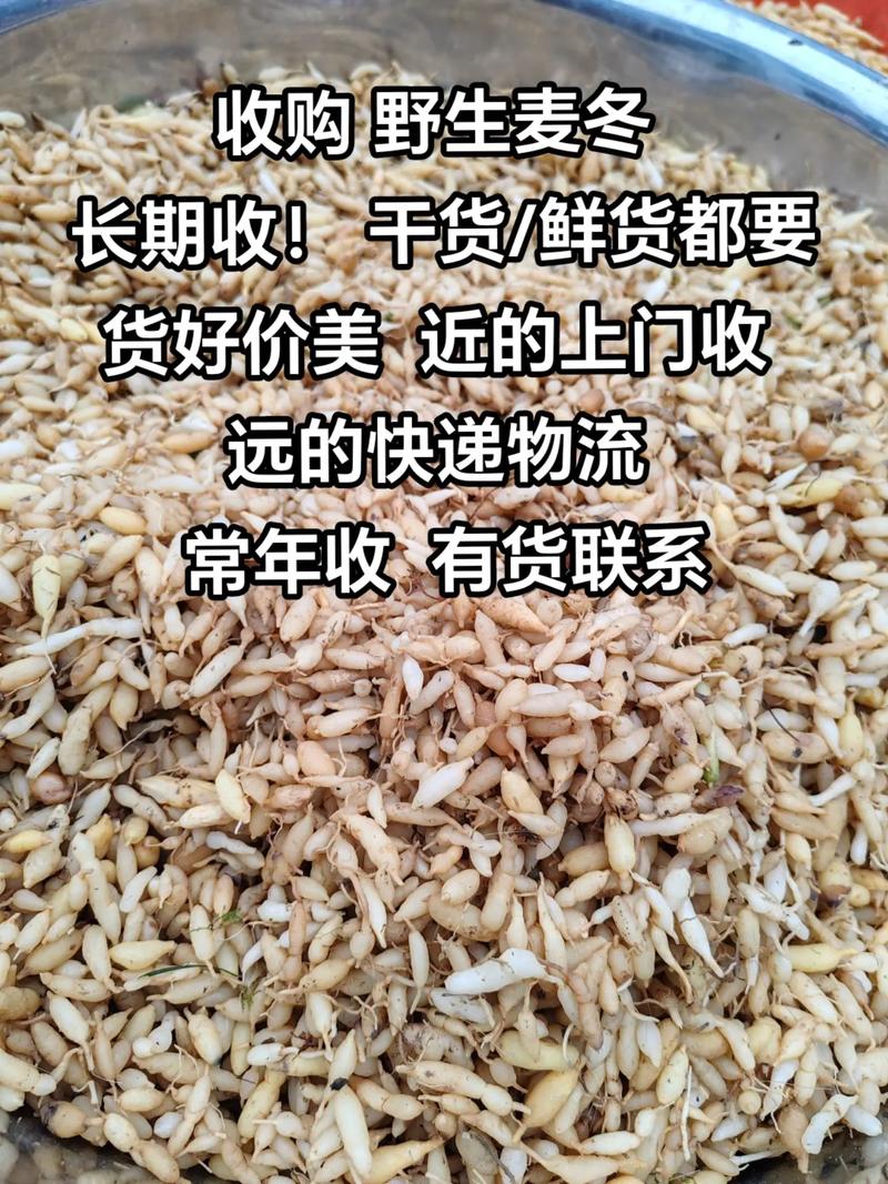 麦冬价格最新行情如何？-图2