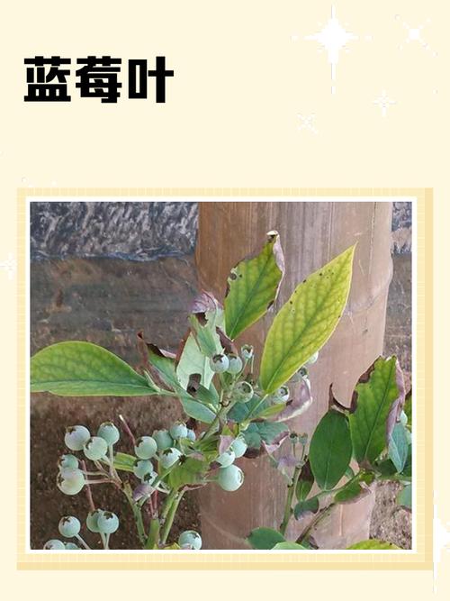 叶子如何分辨蓝莓品种？-图2