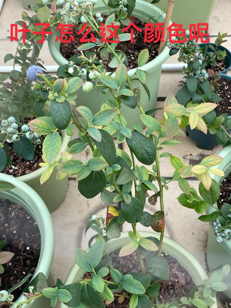 叶子如何分辨蓝莓品种？-图3