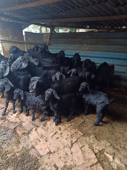 山羊品种有哪些？附图片看看？-图3