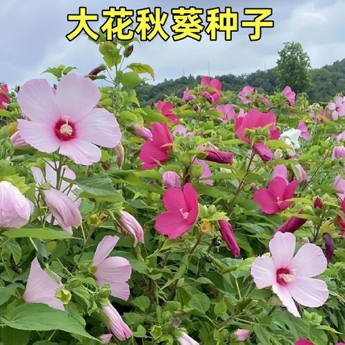 芙蓉种子种植技术有哪些关键步骤?-图1 芙蓉种子种植技术有哪些关键步骤?-图1