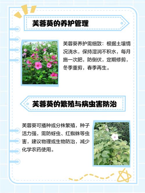 芙蓉种子种植技术有哪些关键步骤?-图2 芙蓉种子种植技术有哪些关键步骤?-图2