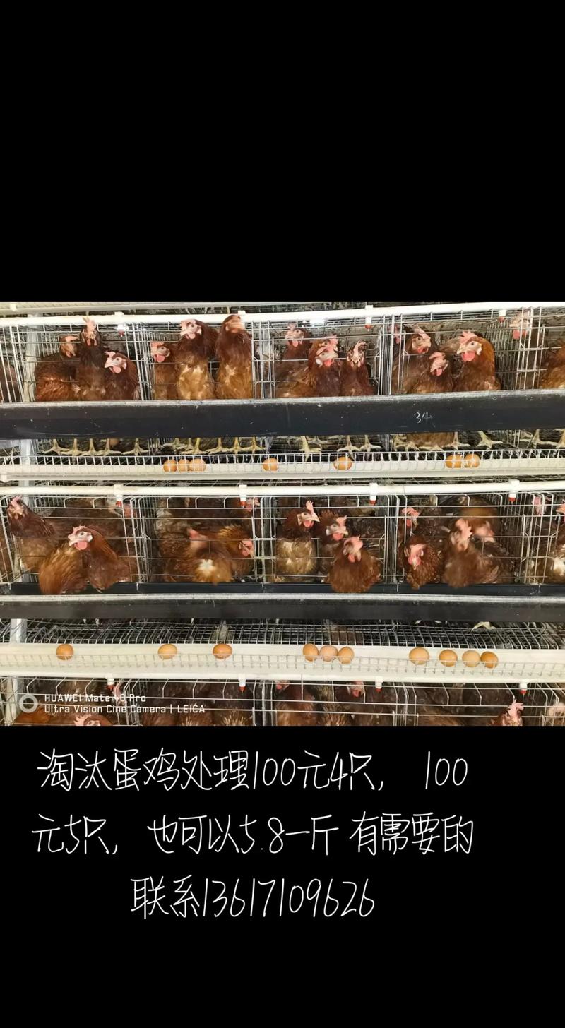 潍坊今日蛋鸡淘汰价多少钱？-图1