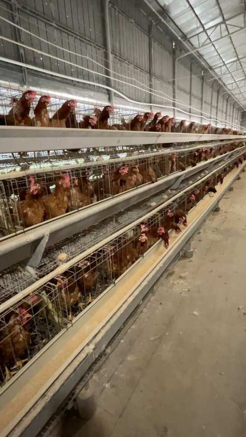 潍坊今日蛋鸡淘汰价多少钱？-图3