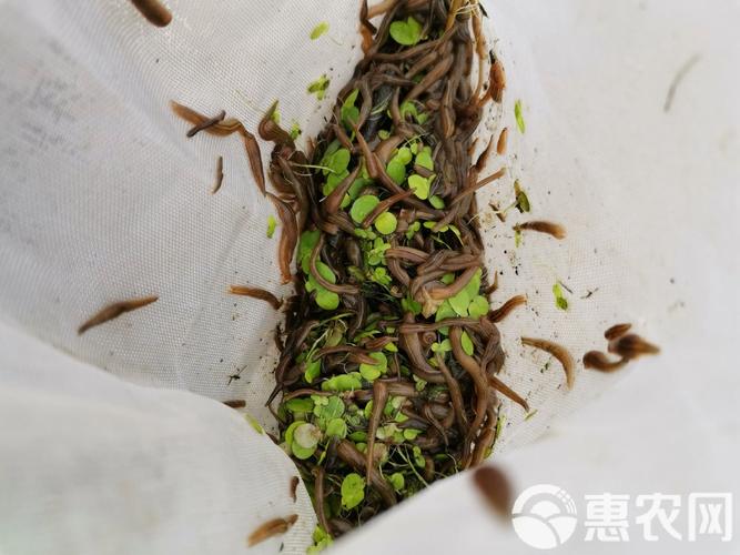 蚂蝗幼苗养殖技术视频要点有哪些？-图1