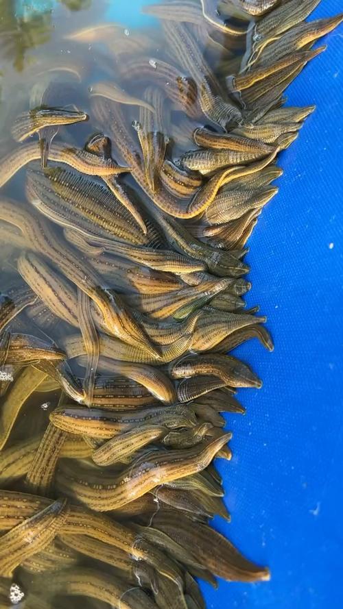 蚂蝗幼苗养殖技术视频要点有哪些？-图3