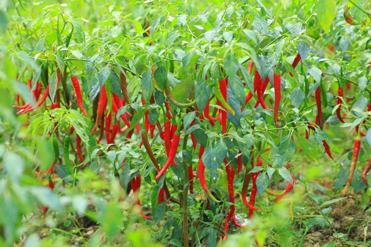 小米辣椒种植技术有哪些关键要点？-图1
