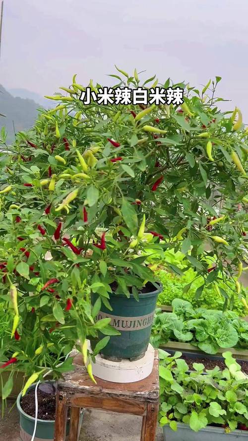 小米辣椒种植技术有哪些关键要点？-图2