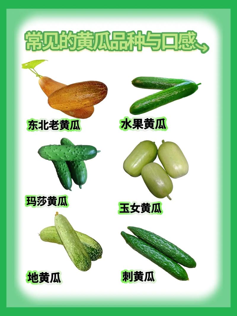 露天种黄瓜，哪种品种最合适？-图1