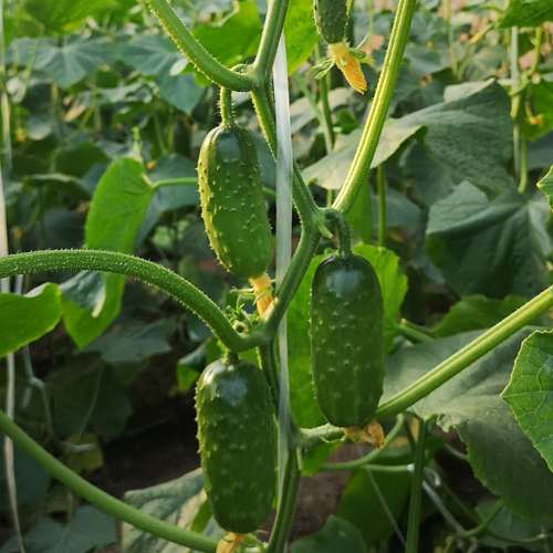 露天种黄瓜，哪种品种最合适？-图2