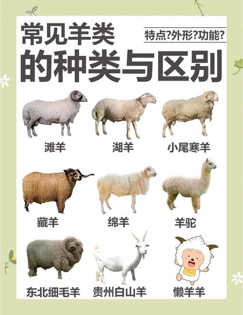 羊饲养管理技术要点有哪些？-图2