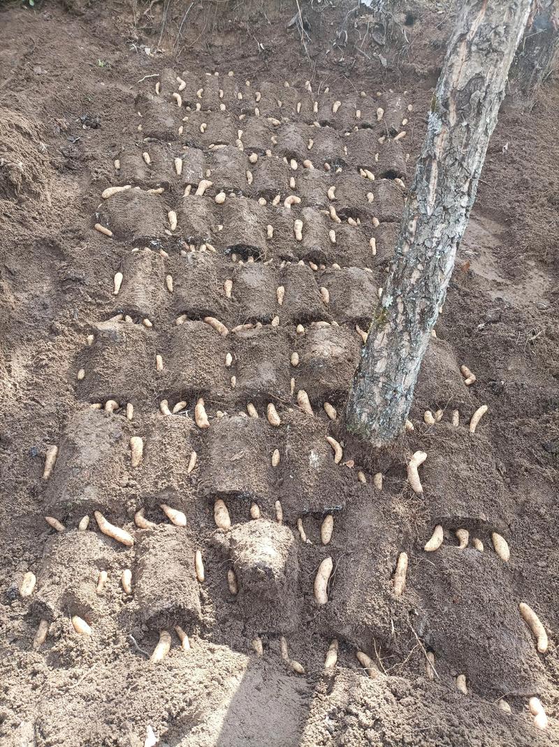 天麻菌种制作的关键技术是什么?-图1 天麻菌种制作的关键技术是什么?-图1