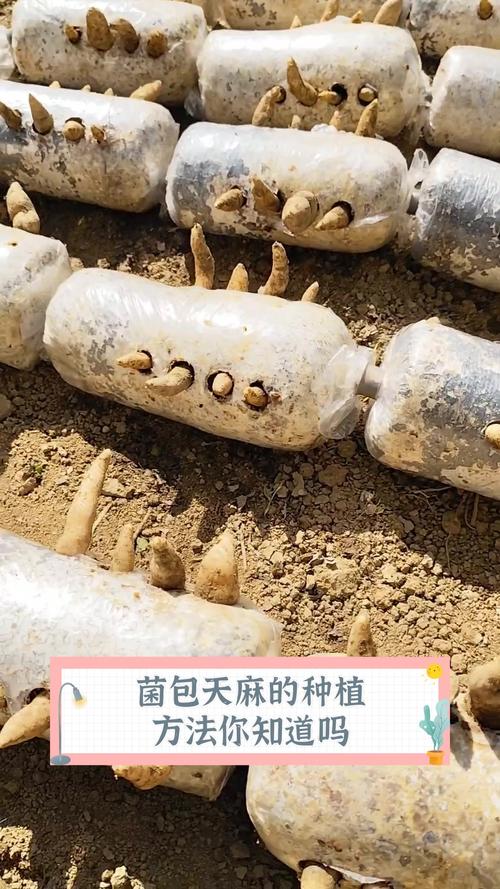 天麻菌种制作的关键技术是什么？-图2