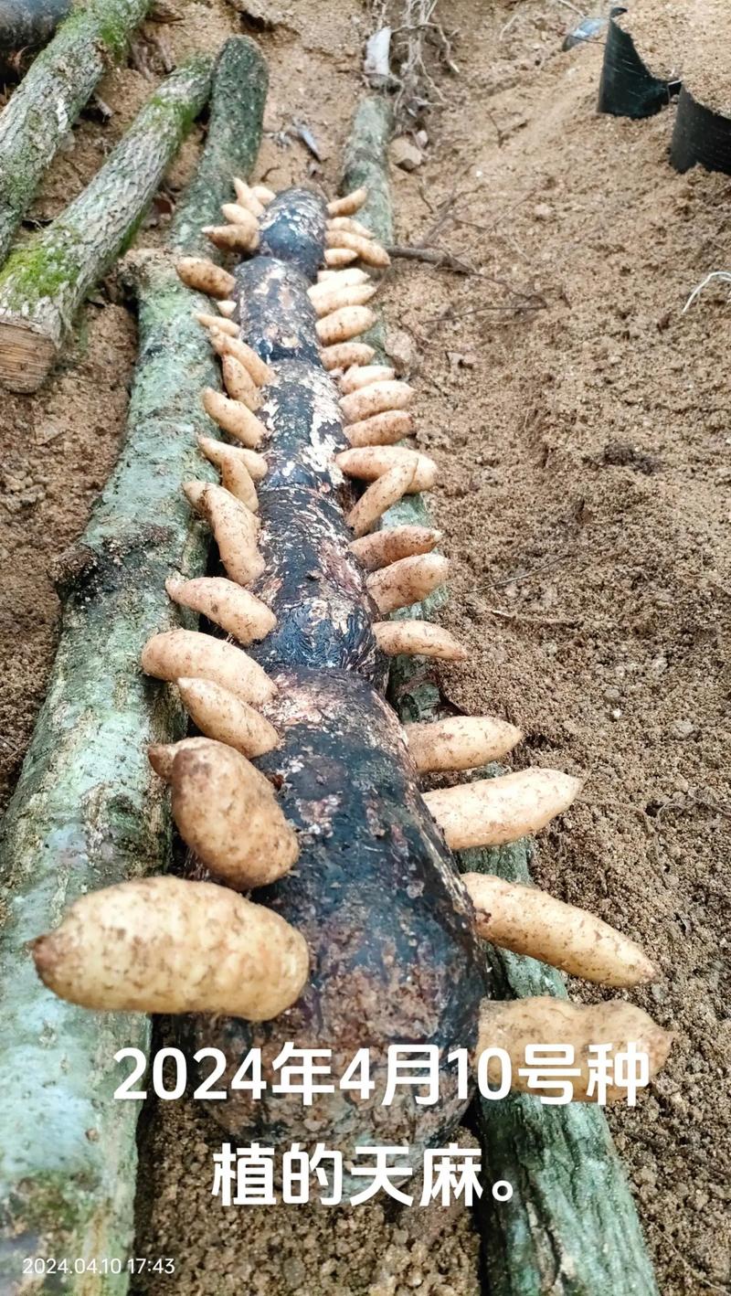 天麻菌种制作的关键技术是什么?-图3 天麻菌种制作的关键技术是什么?-图3