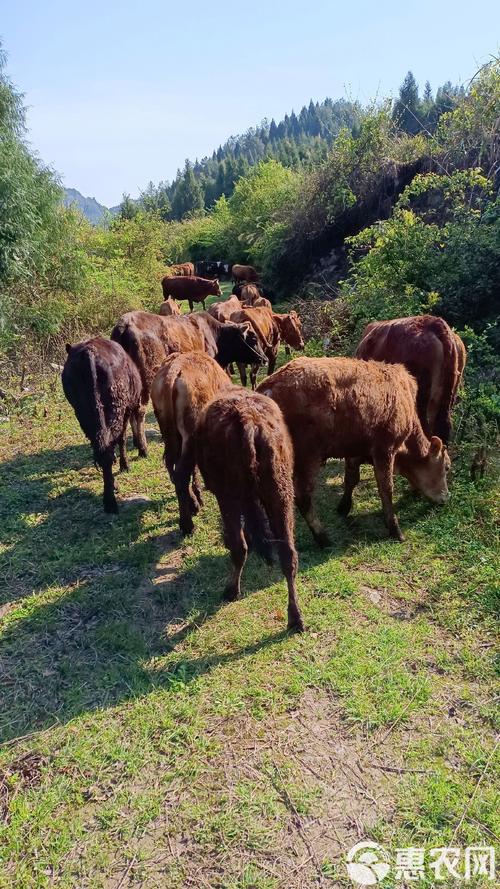 山区放养黄牛技术有哪些关键要点？-图1