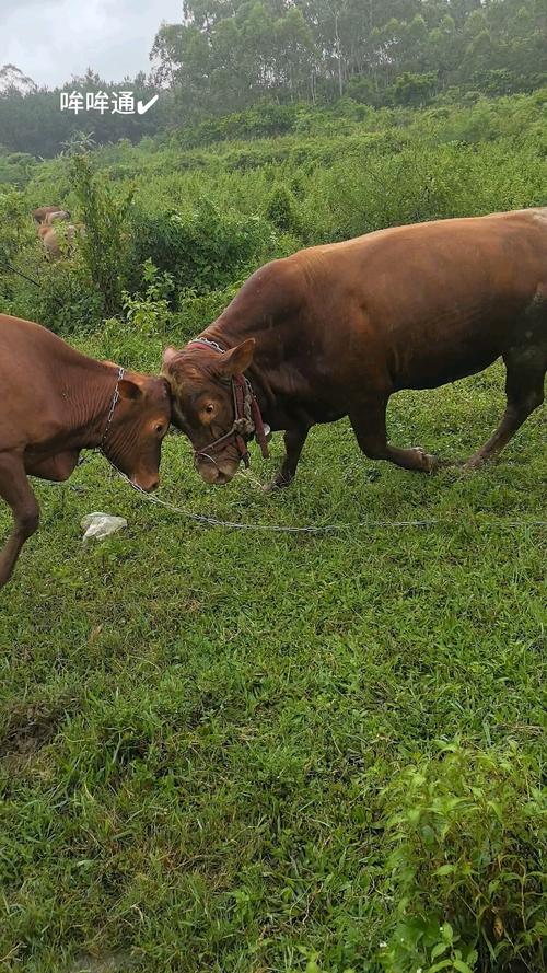 山区放养黄牛技术有哪些关键要点？-图2