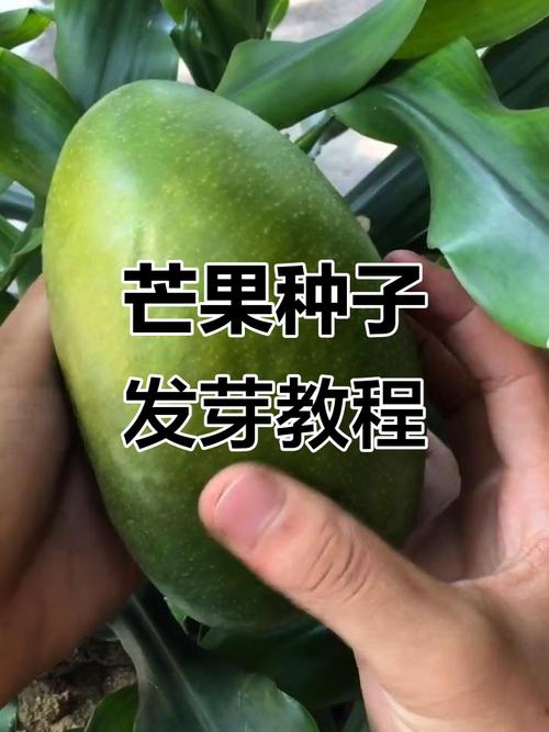 北方芒果如何成功种植？-图1