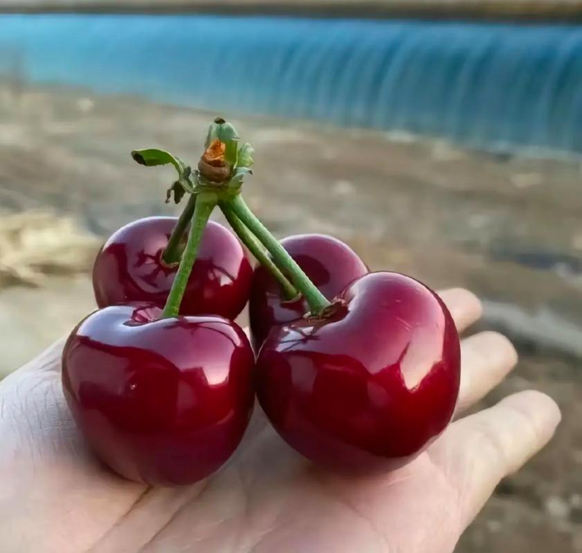 大连樱桃品种哪家强？-图1