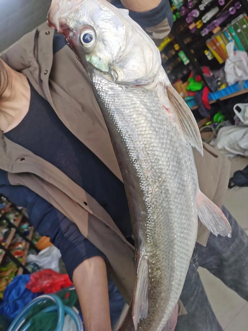 大白鱼价格2025年-图1 大白鱼价格2025年-图1