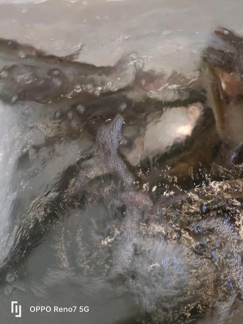 大白鱼价格2025年-图2 大白鱼价格2025年-图2