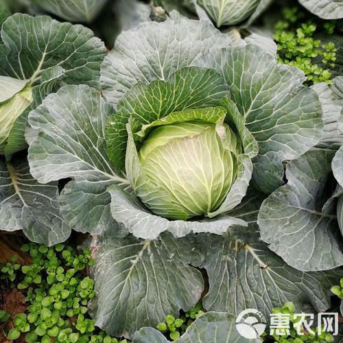 越冬甘蓝哪个品种抗寒又丰产？-图1