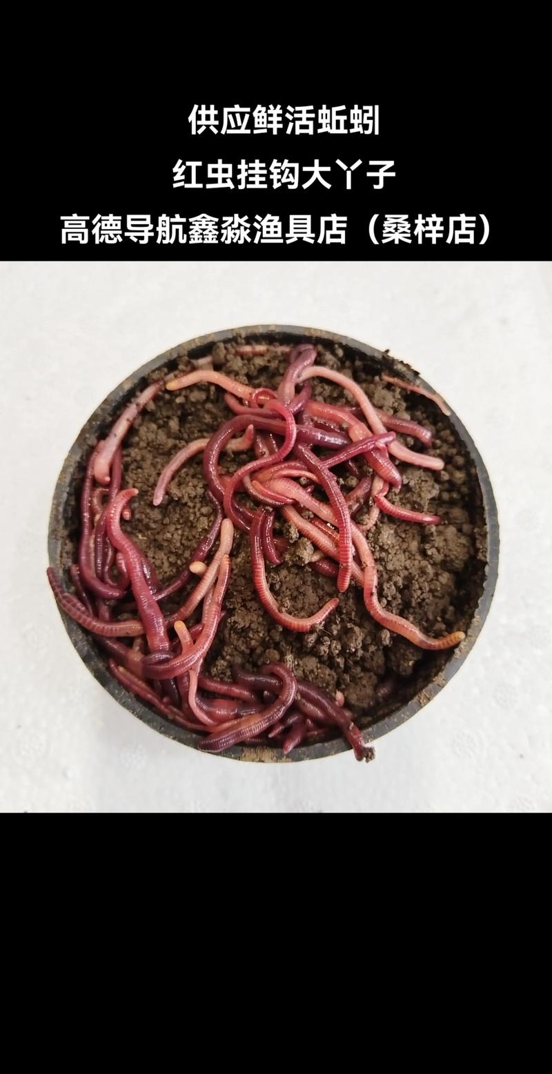 2025年大蚯蚓价格会涨到多少？-图1