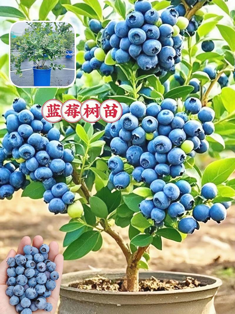 南方适合种哪些蓝莓品种？-图1