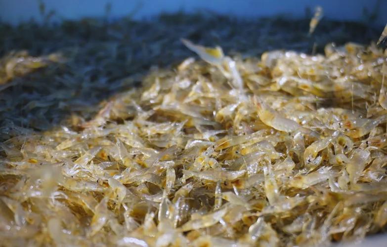 杂交青虾养殖技术视频，新手能学会吗？-图1