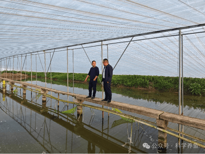 杂交青虾养殖技术视频，新手能学会吗？-图2