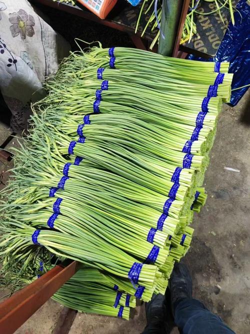 山东金乡今日蒜薹价格多少钱一斤？-图1