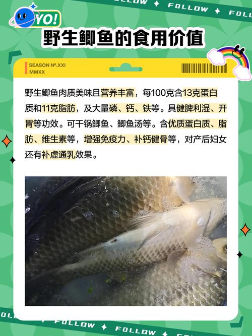 水产鲫鱼怎么养殖技术-图1