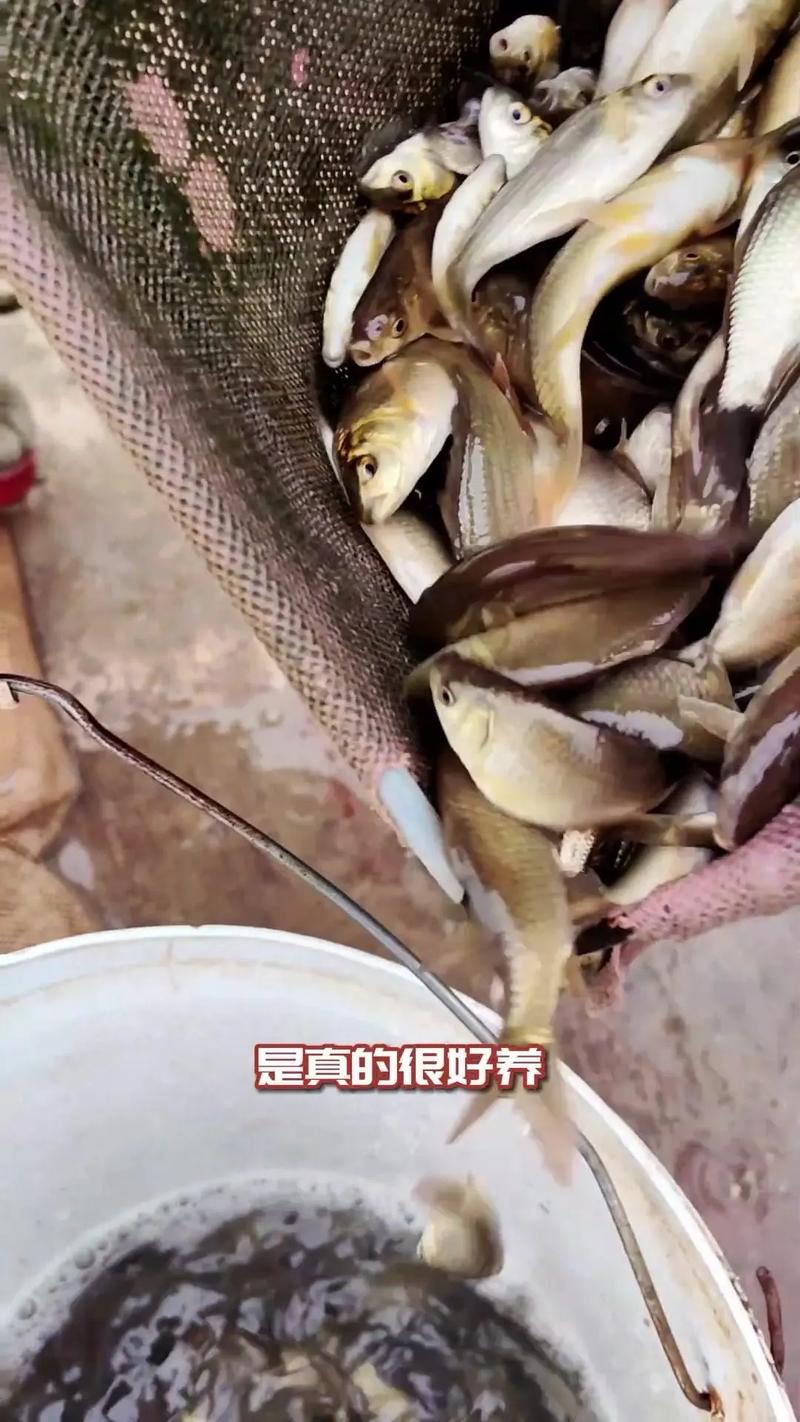 水产鲫鱼怎么养殖技术-图2