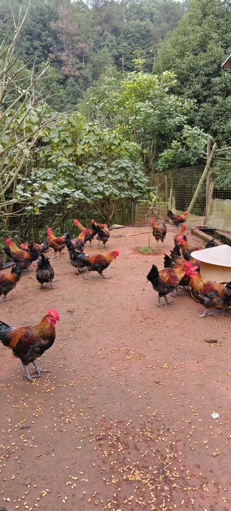 山鸡养殖技术02，如何提升养殖效率？-图2