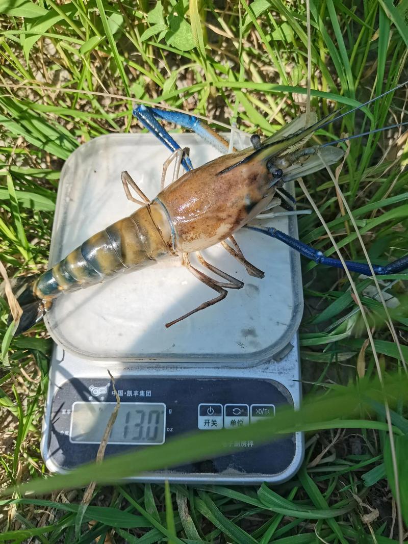 哪些水产养殖品种最具特色？-图3