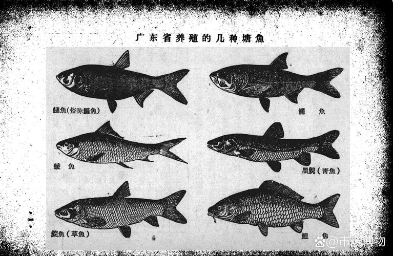 哪些水产养殖品种最具特色？-图2