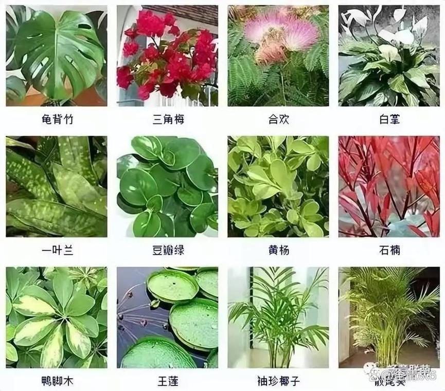 花卉叶子品种有哪些？-图1