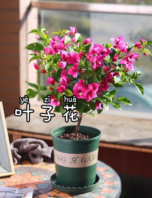 花卉叶子品种有哪些？-图2