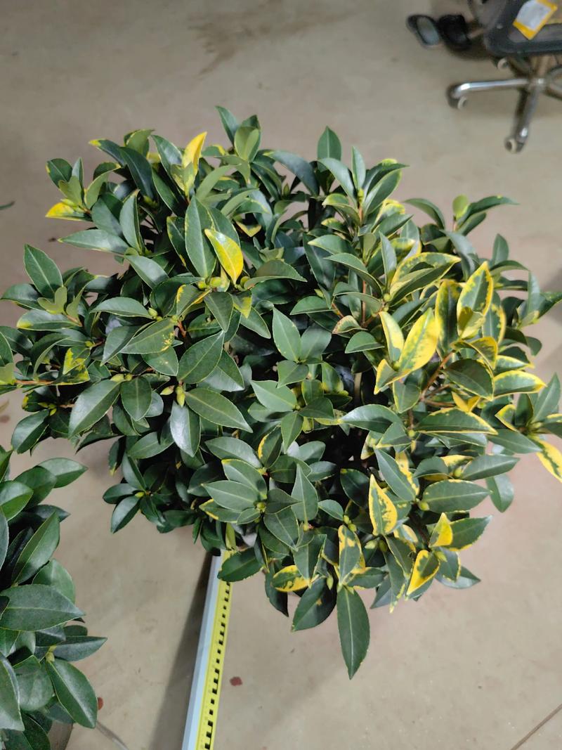 花卉叶子品种有哪些？-图3