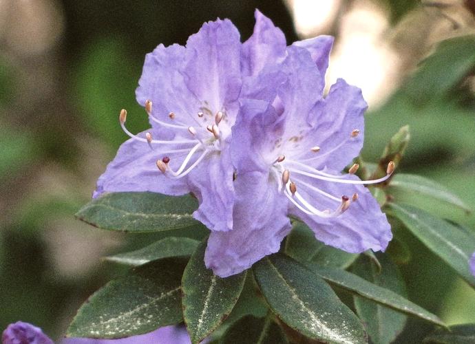 高山杜鹃最珍贵品种是哪一种？-图1