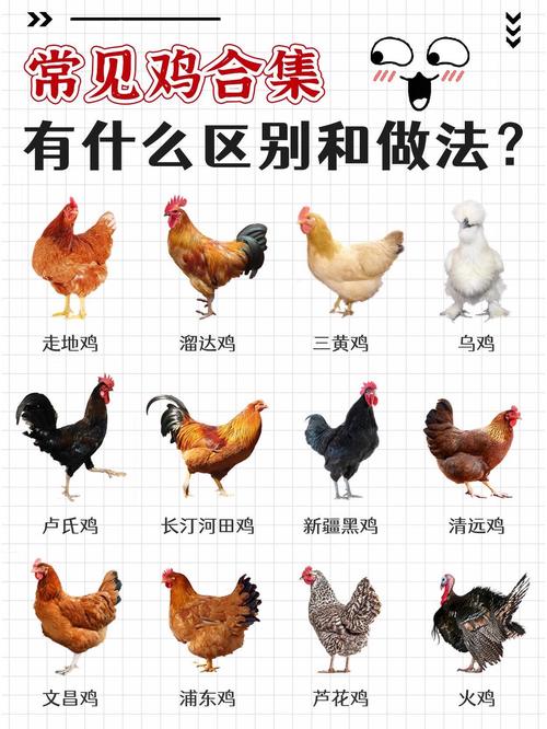 土鸡饲养品种哪个更好-图1