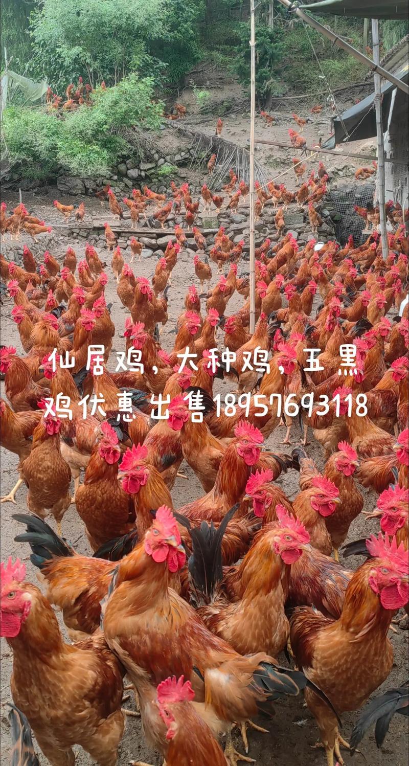 土鸡饲养品种哪个更好-图2