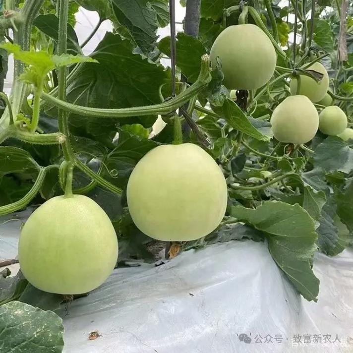 秋季甜瓜露地种植怎么管理？-图1