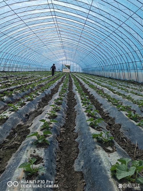 秋季甜瓜露地种植怎么管理？-图2