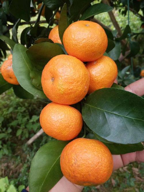南方种桔子，哪些品种最合适？-图1