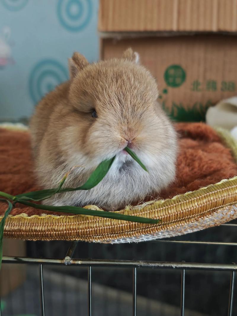 中国常见养殖兔子品种有哪些？-图2