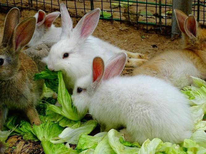 中国常见养殖兔子品种有哪些？-图3