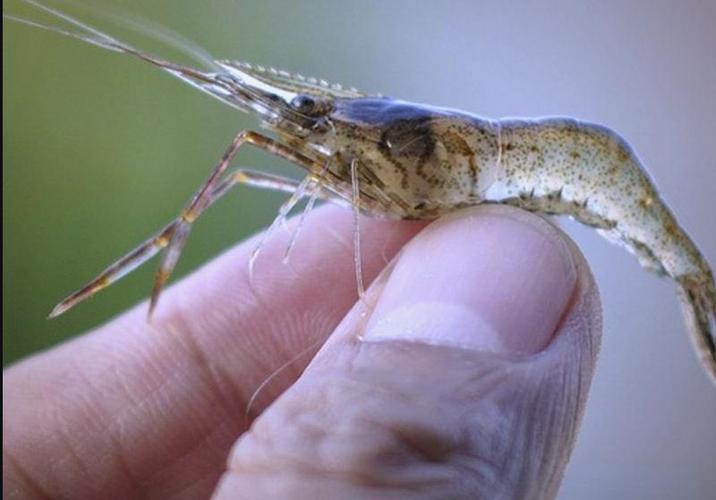 人工青虾养殖技术有哪些关键要点？-图2