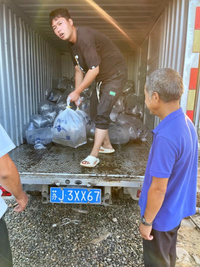 人工青虾养殖技术有哪些关键要点？-图3